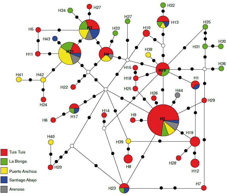 Red de haplotipos inferida con las secuencias del gen COI de 148 individuos de Anopheles triannulatus s.l. El &aacute;rea de cada c&iacute;rculo es proporcional a la frecuencia del haplotipos. Los c&iacute;rculos negros representan los pasos de mutaci&oacute;n y, los c&iacute;rculos blancos, los haplotipos desaparecidos o no muestreados. La fracci&oacute;n de cada c&iacute;rculo indica la frecuencia de los haplotipos presentes en las poblaciones estudiadas.