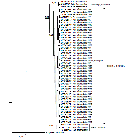 &Aacute;rbol de inferencia filogen&eacute;tica bayesiana seg&uacute;n el modelo de evoluci&oacute;n molecular HKY + G + I con secuencias del gen COI caracterizado en cinco poblaciones de An. Triannulatus s. l. del departamento C&oacute;rdoba, Colombia. El n&uacute;mero sobre las ramas representa las probabilidades posteriores del clado.