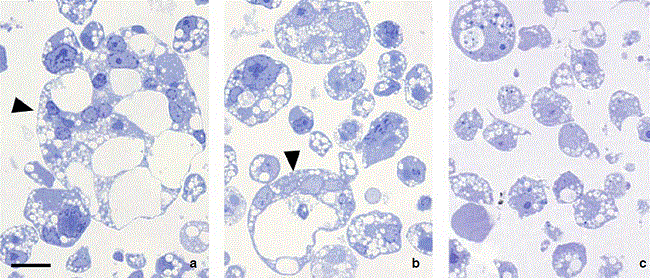 Formation of cellular syncytia in C6/36 mosquito cells observed by high-resolution optical microscopy. a and b. Cells infected with DENV-2; note the formation of cell syncytia and the prominent vacuolation at cytoplasmic level mainly in syncytia (arrowheads). c. Mock cells. Blue toluidine staining. Bar: 10 μm