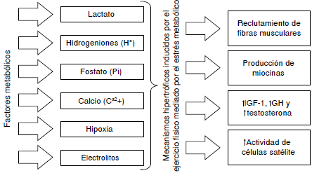 Factores metab&oacute;licos involucrados en la hipertrofia muscular IGF-1: factor de crecimiento insul&iacute;nico tipo 1; GH: hormona del crecimiento