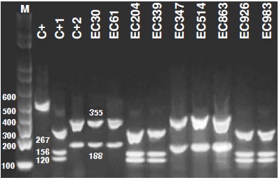 Digestion profile of the blaCTX-M gene detected in Escherichia coli isolated from patients with community-acquired urinary infections M: Molecular weight marker (1 kb Invitrogen); C+: Undigested blaCTX-M-2 fragment; C+1: Control blaCTX-M-1, strain 2944NR; C+2: Control blaCTX-M-2 Kp 22; lines 5-13: Isolates of Escherichia coli containing the blaCTX-M gene