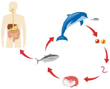 Esquema del ciclo biológico de Anisakis simplexEn su etapa de adulto, Anisakis simplex parasita una gran variedad de mamíferos marinos, incrustándose en la mucosa del estómago. Los huevos sin embrión son expulsados por las hembras adultas y llegan al medio marino con las heces de los huéspedes definitivos.