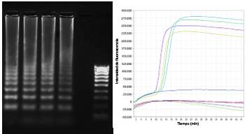 Especificidad de los cebadores de la prueba de RT-LAMP para el hSRV, subtipos A y B. A. Detecci&oacute;n espec&iacute;fica del hSRV, subtipo A, utilizando el juego de cebadores dise&ntilde;ados en este estudio (dise&ntilde;ados) y el juego de cebadores publicados por Mu, et al. Los cebadores de la RTLAMP para el hSRV, subtipo B (hSRVB), no amplificaron el genoma viral de la cepa hRSVA-A2 utilizada como control. En ning&uacute;n caso se observ&oacute; reacci&oacute;n cruzada entre el hSRVA y el hSRVB. Electroforesis en gel de agarosa al 1,5 % de los productos de la RT-LAMP (M). Marcador de peso molecular de 100 pb B. Curvas de amplificaci&oacute;n en tiempo real de la secci&oacute;n A. Se indica el tiempo de reacci&oacute;n (en minutos) versus la intensidad relativa de fluorescencia para amplificar el genoma viral de la cepa de control (cepa hRSVA-A2). En ninguna de las r&eacute;plicas de los cebadores del hSRVB se obtuvo una se&ntilde;al de fluorescencia mayor de 2,5 x 104 comparada con el control positivo detectado por los cebadores para el hSRVA. Todos los valores de fluorescencia que superaron los valores de 2,5 x 104 durante el tiempo de reacci&oacute;n se consideraron como positivos. Las reacciones se llevaron a cabo en el sistema en tiempo real ABI 7500 (Applied Biosystems) durante 45 minutos.