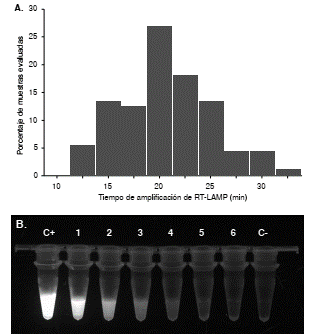 Tiempo promedio de detecci&oacute;n del hSRVA en muestras de hisopados nasofar&iacute;ngeos. A. El 84,3 % de las muestras positivas se detect&oacute; en 15 a 25 minutos, con una media de 19,4 minutos. El tiempo promedio de amplificaci&oacute;n del genoma viral de la cepa de control (hRSVA-A2) en cinco experimentos independientes fue de 12,72 minutos. B. Visualizaci&oacute;n de muestras positivas y negativas con un transiluminador de luz ultravioleta seg&uacute;n el tiempo de detecci&oacute;n. Las muestras enumeradas como 1-2-3 y 4 se registraron como positivas para el virus hSRVA en 15 a 25 minutos de corrida de la RT-LAMP (M). Las muestras 5 y 6 fueron negativas despu&eacute;s de 45 minutos de corrida, similar a lo ocurrido con el control negativo. C+: control positivo; C-; control negativo