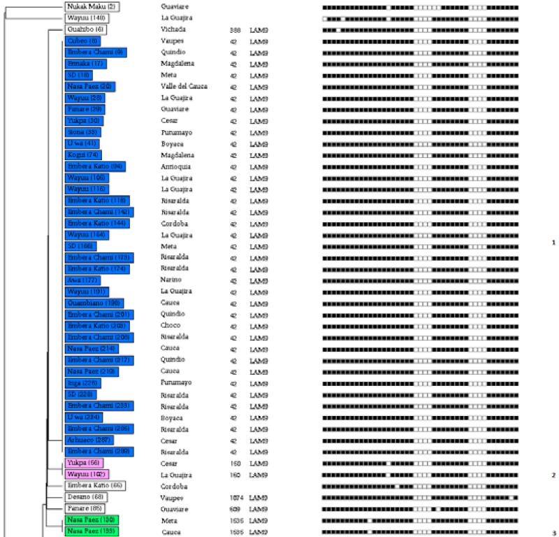 Similarity dendrogram using the spoligotyping methodology