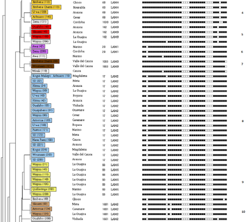 Similarity dendrogram using the spoligotyping methodology