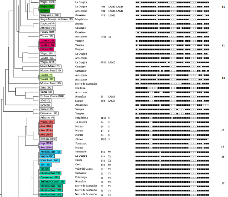 Similarity dendrogram using the spoligotyping methodology