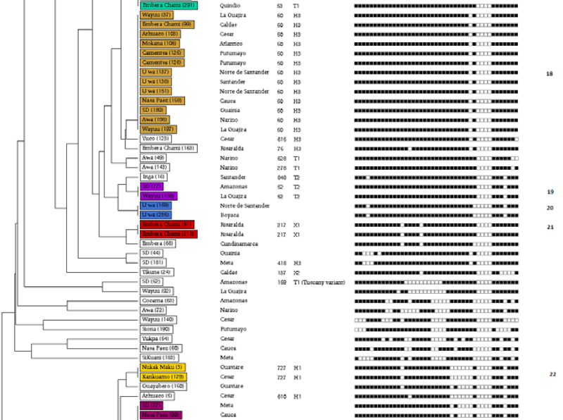 Similarity dendrogram using the spoligotyping methodology