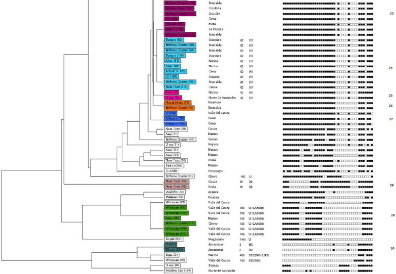 Similarity dendrogram using the spoligotyping methodology