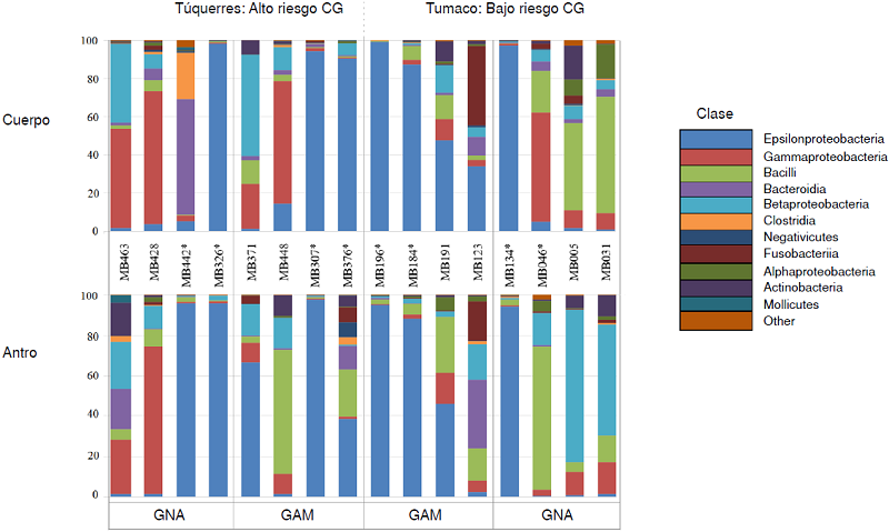 Abundancia relativa de unidades taxon&oacute;micas operativas a nivel de clase de la microbiota g&aacute;strica seg&uacute;n sitio anat&oacute;mico (cuerpo o antro g&aacute;strico) de pacientes con alto y bajo riesgo de c&aacute;ncer g&aacute;strico. T&uacute;querres: alto riesgo de c&aacute;ncer g&aacute;strico. Tumaco: bajo riesgo de c&aacute;ncer g&aacute;strico. Se observ&oacute; una mayor composici&oacute;n de clases en el cuerpo y el antro g&aacute;strico de los individuos libres de la infecci&oacute;n por Helicobacter pylori. Por el contrario, la clase Epsilonproteobacteria predomin&oacute; en las dos regiones g&aacute;stricas de los individuos infectados (*), dependiendo del tipo de lesi&oacute;n.