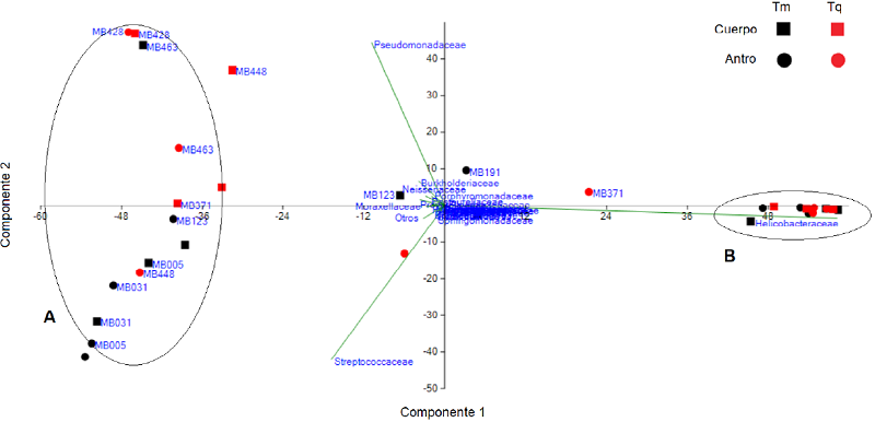 An&aacute;lisis de componentes principales en funci&oacute;n de la abundancia relativa de familias seg&uacute;n sitio anat&oacute;mico y poblaci&oacute;n en riesgo de c&aacute;ncer g&aacute;strico. T&uacute;querres, alto riesgo de c&aacute;ncer g&aacute;strico, en color rojo. Tumaco, bajo riesgo de c&aacute;ncer g&aacute;strico, en color negro. Solamente los individuos negativos para Helicobacter pylori, seg&uacute;n la tinci&oacute;n de Giemsa, se etiquetaron con el c&oacute;digo de la muestra. En el cuerpo g&aacute;strico: microbiota marcada con cuadros; en el antro: microbiota marcada con c&iacute;rculos. En el an&aacute;lisis de componentes principales se diferenciaron dos grupos, independientemente del tipo de lesi&oacute;n g&aacute;strica. La variable que influy&oacute; para separar el primer grupo correspondi&oacute; a la familia Helicobacteraceae, con una carga del 94 %, en tanto que la separaci&oacute;n del grupo dos se hizo por la presencia de las familias Streptococcaceae y Pseudomonadaceae, presentes, sobre todo, en individuos sin la infecci&oacute;n.