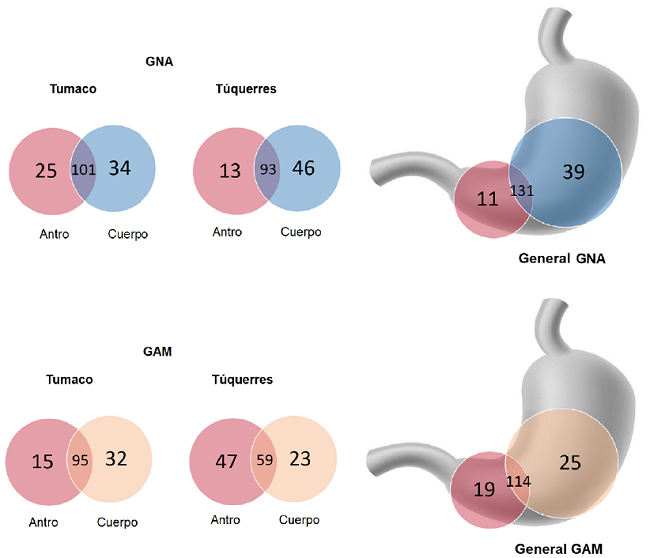 Diagramas de Venn. Unidades taxon&oacute;micas operativas a nivel de g&eacute;nero y seg&uacute;n sitio anat&oacute;mico y tipo de lesi&oacute;n g&aacute;strica en las dos poblaciones opuestas en cuanto al riesgo de c&aacute;ncer g&aacute;strico. Las unidades taxon&oacute;micas operativas compartidas se pueden ver en las intersecciones de los c&iacute;rculos. Parte superior: diagrama en la poblaci&oacute;n de T&uacute;querres y en la de Tumaco, y general de unidades taxon&oacute;micas operativas del antro y del cuerpo g&aacute;strico de individuos con gastritis no atr&oacute;fica. Parte inferior: diagrama de las poblaciones de T&uacute;querres y de Tumaco y general de las unidades taxon&oacute;micas operativas del antro y del cuerpo g&aacute;strico de individuos con gastritis atr&oacute;fica con metaplasia. Los diagramas de Venn se construyeron con las unidades taxon&oacute;micas operativas que presentaron 97 % de similitud.