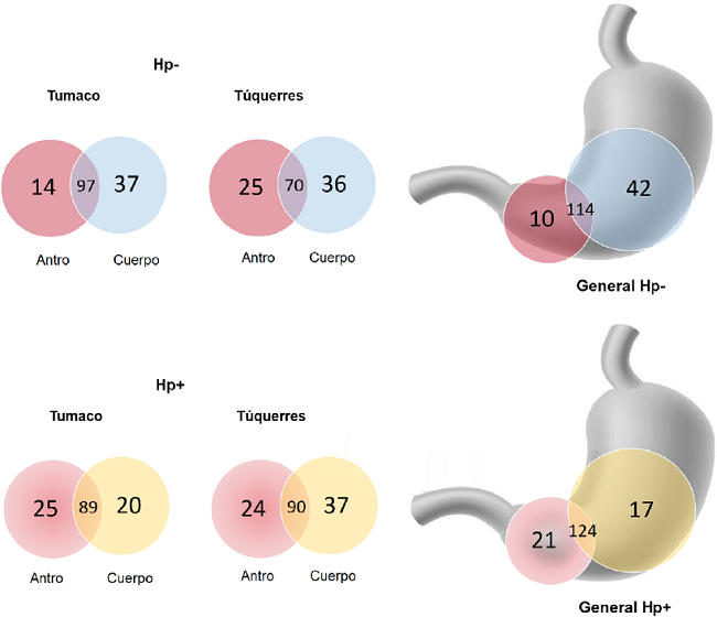 Diagramas de Venn. Unidades taxon&oacute;micas operativas a nivel de g&eacute;nero y seg&uacute;n sitio anat&oacute;mico y estatus de infecci&oacute;n por Helicobacter pylori en las dos poblaciones con riesgo opuesto de c&aacute;ncer g&aacute;strico. Las unidades taxon&oacute;micas operativas compartidas se pueden ver en las intersecciones de los c&iacute;rculos. Parte superior: diagrama poblacional de T&uacute;querres y de Tumaco y general de unidades taxon&oacute;micas operativas del antro y del cuerpo g&aacute;strico de individuos libres de la infecci&oacute;n por H. pylori (Hp-). Parte inferior: diagrama poblacional de T&uacute;querres y de Tumaco y general de unidades taxon&oacute;micas operativas del antro y del cuerpo g&aacute;strico de individuos infectados con H. pylori (Hp+). Los diagramas de Venn se construyeron con las unidades taxon&oacute;micas operativas que presentaron un 97 % de similitud.