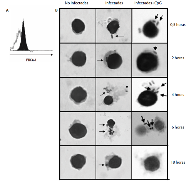 C&eacute;lulas dendr&iacute;ticas plasmacitoides infectadas con Salmonella Typhimurium. A. Las c&eacute;lulas dendr&iacute;ticas plasmacitoides se purificaron mediante cromatograf&iacute;a de afinidad con anti-mPDCA-1 acoplados a esferas magn&eacute;ticas y su pureza se evalu&oacute; por citometr&iacute;a de flujo. El histograma en blanco muestra la poblaci&oacute;n sin marcar, y en negro, las c&eacute;lulas dendr&iacute;ticas plasmacitoides marcadas con el anticuerpo comercial anti-PDCA-1-PE, evidenciando una pureza del 90 %. B. Cin&eacute;tica de infecci&oacute;n de c&eacute;lulas dendr&iacute;ticas plasmacitoides con S. Typhimurium con una multiplicidad de infecci&oacute;n de 1:50; despu&eacute;s de su infecci&oacute;n estas fueron incubadas a las 0,5, 2, 4, 6 y 18 horas y te&ntilde;idas con tinci&oacute;n de Wright para su observaci&oacute;n bajo el microscopio &oacute;ptico con un objetivo de 100X. La columna de la izquierda muestra las c&eacute;lulas dendr&iacute;ticas plasmacitoides no infectadas y monitorizadas en los diferentes tiempos de incubaci&oacute;n; las siguientes columnas muestran las c&eacute;lulas dendr&iacute;ticas plasmacitoides infectadas, o infectadas y estimuladas con CpG (5 μg/ml), con un rango de infecci&oacute;n que oscil&oacute; entre 86,7 y 91,8 %, definido mediante conteo celular por microscop&iacute;a &oacute;ptica. A partir de las 2 horas fue posible evidenciar los bacilos intracelulares con mayores cargas bacilares a las 4 y 6 horas de la infecci&oacute;n (se&ntilde;alados con flechas). Los resultados son representativos de tres experimentos independientes.