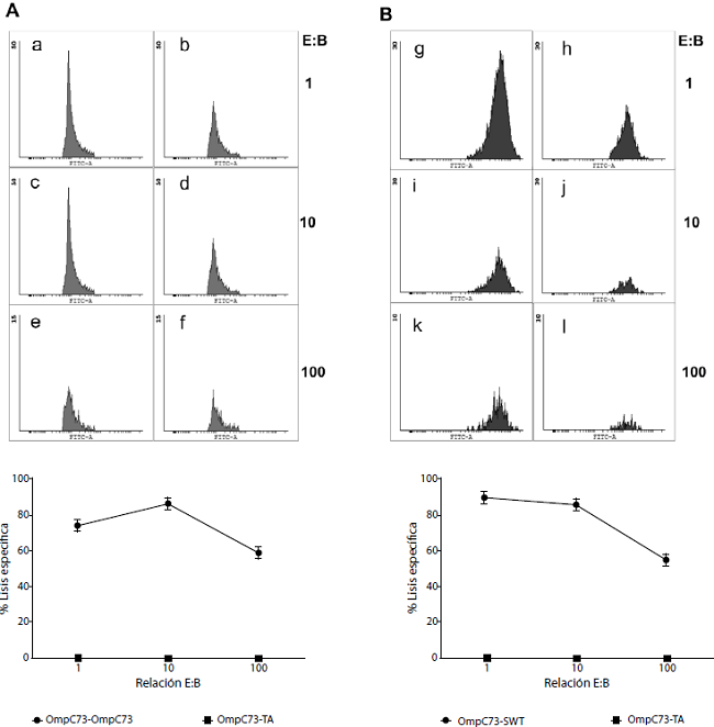 Las c&eacute;lulas dendr&iacute;ticas plasmacitoides evocan la respuesta inmunol&oacute;gica citot&oacute;xica contra ep&iacute;topos de Salmonella spp. A. En el panel superior se muestran los histogramas representativos de la citotoxicidad en diferentes relaciones de c&eacute;lulas efectoras y blanco: 1, 10 y 100. Las c&eacute;lulas dendr&iacute;ticas plasmacitoides marcadas con CFSE fueron pulsadas con el p&eacute;ptido irrelevante TA (scramble) (en a, c y e), o con el ep&iacute;topo OmpC73, (en b, d y f) y empleadas como blanco. En todos los casos las c&eacute;lulas citot&oacute;xicas efectoras proven&iacute;an de ratones inmunizados con OmpC73 y estimulados nuevamente in vitro con ese ep&iacute;topo. En el panel A inferior se muestran los porcentajes de lisis espec&iacute;fica obtenidos en las diferentes relaciones de c&eacute;lulas efectoras y blanco (1, 10 y 100). Los resultados fueron normalizados empleado los valores de lisis obtenidos con los controles negativos. En B, los experimentos son similares a lo mostrado en A, empleando c&eacute;lulas efectoras provenientes de ratones inmunizados con OmpC73, con la particularidad de que las c&eacute;lulas dendr&iacute;ticas plasmacitoides blanco fueron marcadas con CFSE e infectadas con S. Typhimurium. En g, i y k, las c&eacute;lulas dendr&iacute;ticas plasmacitoides blanco no fueron infectadas y, en h, j y l, fueron infectadas con Salmonella spp. En el panel B inferior, se muestran los porcentajes de lisis espec&iacute;fica obtenidos en las diferentes relaciones c&eacute;lulas efectoras y blanco (1, 10 y 100). Los resultados se normalizaron empleado los valores de lisis obtenidos con los controles negativos.