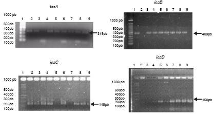 Electroforesis en gel de agarosa al 1,5 % con los amplicones de los genes icaADBC. 1: marcador de talla molecular de 100 pb; 2: control positivo con ATCC 12228; 3-10: cepas clínicas de S. aureus.
