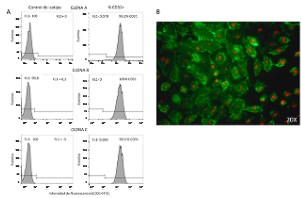 La expresi&oacute;n de la mol&eacute;cula de adhesi&oacute;n CD31 se conserv&oacute; estable en las c&eacute;lulas endoteliales de vena de cord&oacute;n umbilical humano provenientes de diferentes cordones umbilicales. (A) La mol&eacute;cula CD31 se expres&oacute; en m&aacute;s del 99 % de las c&eacute;lulas endoteliales de diferentes cordones umbilicales. Se muestran tres clonas representativas de diferentes cordones umbilicales utilizados en los estudios. La detecci&oacute;n de la mol&eacute;cula CD31 se evalu&oacute; en el pase 1. Los gr&aacute;ficos se obtuvieron con el programa de an&aacute;lisis de datos de citometr&iacute;a Flowjo X. (B) Se observa la expresi&oacute;n de la CD31 conjugada con fluoresce&iacute;na (FITC) en c&eacute;lulas endoteliales de vena de cord&oacute;n umbilical humano. Los n&uacute;cleos se detectaron con yoduro de propidio color rojo). Las fotograf&iacute;as se adquirieron con una ampliaci&oacute;n de 20X.