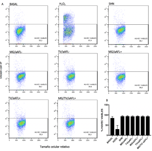 Viabilidad de las c&eacute;lulas endoteliales por citometr&iacute;a de flujo. El per&oacute;xido de hidr&oacute;geno (H2 O2 ) disminuye la viabilidad celular, sin embargo, la producci&oacute;n de ERO se evalu&oacute; &uacute;nicamente en las c&eacute;lulas negativas para yoduro de propidio. (A) No se observ&oacute; efecto del suero de los diferentes grupos de mujeres incluidas en el estudio sobre la viabilidad celular como se observa en las im&aacute;genes representativas. (B) Los resultados se obtuvieron de cinco experimentos independientes. Los datos se indican como la media &plusmn; la desviaci&oacute;n est&aacute;ndar.