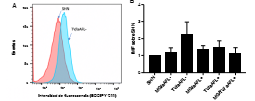 Lipoperoxidaci&oacute;n endotelial por citometr&iacute;a de flujo. (A) Im&aacute;genes representativas del efecto de los diferentes sueros de las pacientes del estudio en la lipoperoxidaci&oacute;n endotelial. (B) Comparaci&oacute;n entre los grupos de estudio. Se hizo un an&aacute;lisis ANOVA de una v&iacute;a y un &lsquo;post-test&rsquo; de Holm-Sidak. Los resultados se obtuvieron de cuatro experimentos independientes. No se observaron diferencias en la lipoperoxidaci&oacute;n de la membrana de las c&eacute;lulas endoteliales. Los datos se indican como la media &plusmn; la desviaci&oacute;n est&aacute;ndar.