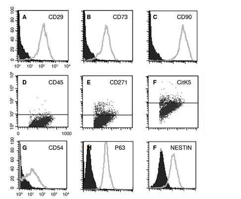 Stromal cells from olfactory epithelium tissue explants proliferated with DMEIW F12-CM. A-C) Flow cytometry histograms: Percentage of immunopositive CD29, CD73, and CD90 cells was indicative of mesenchymal stromal cells. Negative controls were labeled with the correspondent IgG isotype (black histograms). Dot blots (D-F) from stromal cells were negative for CD45 (not shown), and slightly positive for CD271 and CitK5. The percentage of immunopositive CD54/ICAM-1, p63, and nestin cells was indicative of horizontal (D and E) and ensheathing (F) antigens spontaneously expressed in mesenchymal stromal cells. All histograms are representative of one individual in a single analysis.
