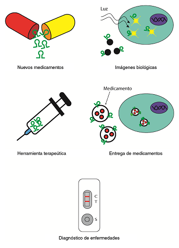 Los aptámeros se han usado, principalmente, para crear nuevos tipos de medicamentos, herramientas terapéuticas y plataformas para diagnosticar enfermedades, y en investigación, como detectores de moléculas en imágenes biológicas y como transportadores en la entrega de medicamentos.
