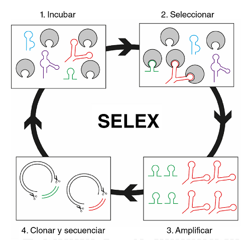 Técnica SELEX básica compuesta de cuatro pasos. 1) Incubación: la librería previamente diseñada es puesta en contacto con las moléculas blanco. 2) Selección: separación de los aptámeros que se unen a las moléculas blanco y descarte de aquellos que no lo hacen. 3) Amplificación: mediante PCR se obtienen múltiples copias de los aptámeros seleccionados. Se repiten los pasos 1, 2 y 3 hasta obtener aptámeros con gran afinidad y especificidad. 4) Clonación y secuenciación: una vez obtenidos los aptámeros afines, se clonan y se secuencian para conocer su composición de nucleótidos.