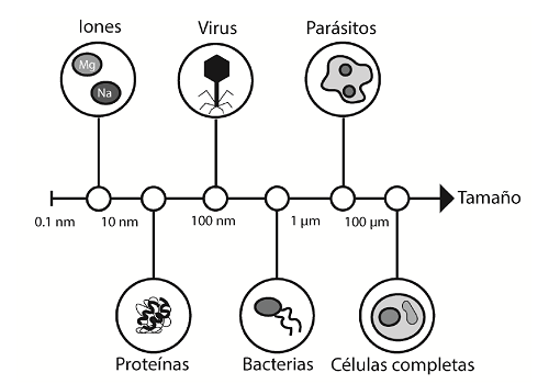 Variedad de blancos reconocidos por los aptámeros. La escala de tamaños muestra la capacidad de los aptámeros de reconocer moléculas que van desde 0,1 nm hasta otras más complejas, de 100 µm.