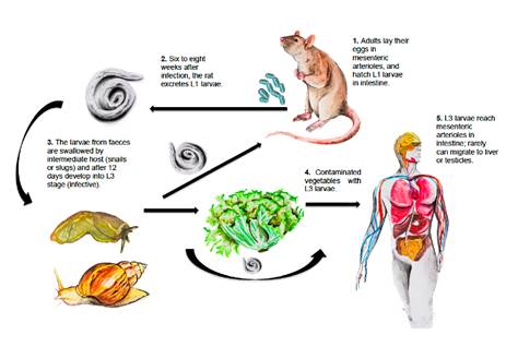 Angiostrongylus costaricensis life cycle Rats and other rodents are definitive hosts. Humans get infected when third-stage larvae are ingested. In rats, adult female worms produce approximately 15,000 eggs daily. Eggs are carried to the mesenteric arterioles and break into the intestinal lumen where they hatch. First-stage larvae (L1) are excreted with the feces and then they are swallowed by intermediate hosts (snails or slugs) and develop into third-stage larvae (L3) (infective). Human beings occasionally acquire the infection by eating snails, slugs or contaminated vegetables containing the infective larvae. The larvae enter the bloodstream in the intestine wall and can move to the liver or other abdominal organs causing angiostrongyliasis. Illustrations by &Oacute;scar Ch&aacute;vez, photography by David Bola&ntilde;os, design by Leonardo F. Jurado 