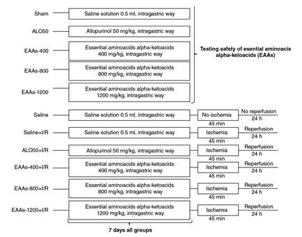 Experimental design of the study groups in the timeline