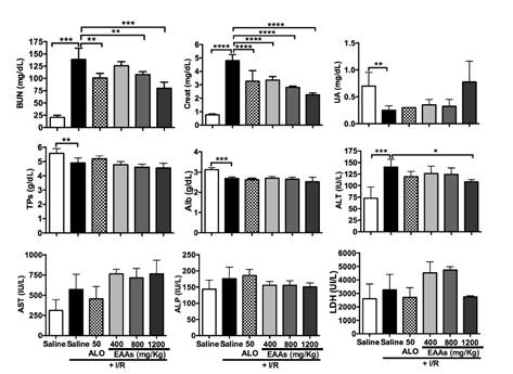 Changes in serum levels of biomarkers in the study of nephroprotection. BUN: Blood urea nitrogen; Creat: Creatinine; UA: Uric acid; TPs: Total proteins; Alb: Albumin; ALT: Alanine aminotransferase; AST: Aspartate aminotransferase; ALP: Alkaline phosphatase; LDH: Lactate dehydrogenase.; I/R: Ischemia-reperfusion; ALO: Allopurinol; EAAs: Essential amino acid -ketoacid analogs Saline group + I/R (7) vs. sham group (6) and treated groups (8-11) Values are expressed as mean &plusmn; SD. * p<0.05, ** p<0.01, *** p<0.001, **** p<0.0001