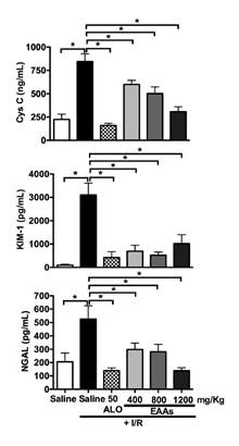 Changes in kidney injury biomarkers in the nephroprotection study. CysC: Cystatin C; KIM-1: Kidney injury molecule-1; NGAL: Neutrophil gelatinase-associated lipocalin.; I/R: Ischemia-reperfusion; ALO: Allopurinol; EAAs: Essential amino acid α-ketoacid analogs Saline group + I/R (7) vs. sham group (6) and treated groups (8-11) Values are expressed as mean &plusmn; SD. * p<0.0001