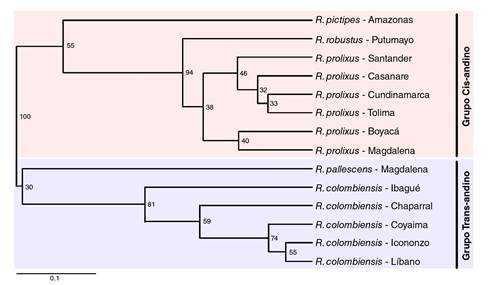 Fenograma construido por el m&eacute;todo UPGMA a partir de perfiles electrofor&eacute;ticos de prote&iacute;nas salivales de cinco especies del g&eacute;nero Rhodnius. La escala horizontal representa el &iacute;ndice de similitud derivado del &iacute;ndice de Dice.