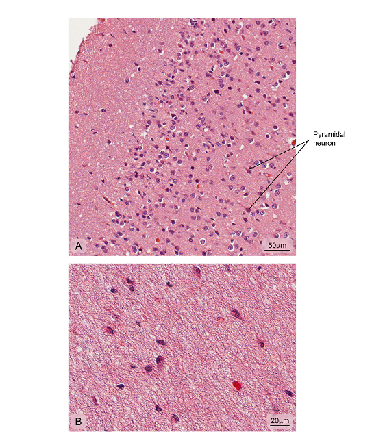 Normal cerebral cortex. A) Cerebral cortex outermost layer showing different kinds of neuronal bodies; B) More internal part of the cortex where the integrity of the neuropil is observed. Hematoxylin and eosin stain.