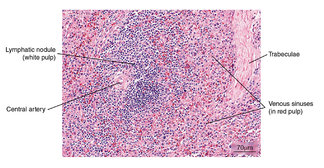 Normal splenic tissue. A small lymph node with a peripherally located central artery is observed. Connective tissue trabeculae are evident. Hematoxylin and eosin stain.
