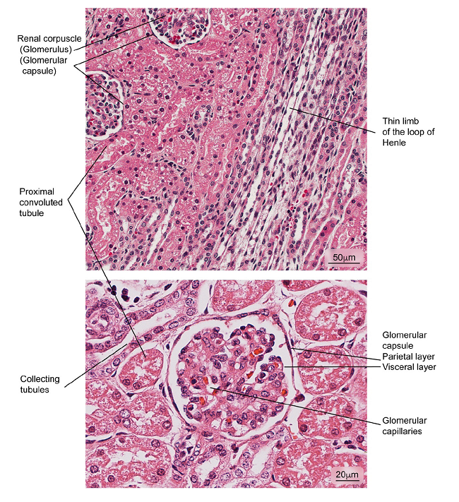 Aspect of normal kidney tissue. Renal corpuscles are observed in medullary areas and renal cortex; the glomerular capsule is shown in detail. Hematoxylin and eosin stain.