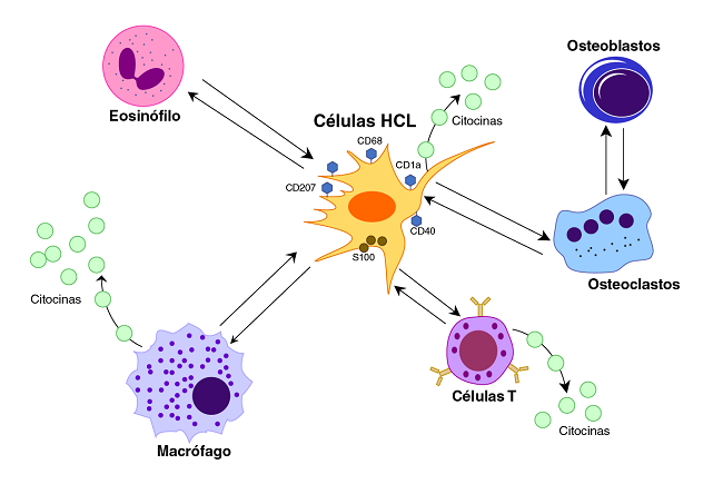 Interacci&oacute;n celular en la histiocitosis de c&eacute;lulas de Langerhans. Las lesiones se caracterizan por una liberaci&oacute;n descontrolada de citocinas y quimiocinas e interacciones con c&eacute;lulas infiltradas, las cuales desempe&ntilde;an un papel en la acumulaci&oacute;n de c&eacute;lulas de Langerhans y son las responsables de las manifestaciones cl&iacute;nicas de la enfermedad. Las c&eacute;lulas de Langerhans en la histiocitosis expresan principalmente las prote&iacute;nas CD1a, CD40, CD68, CD207 y S100.