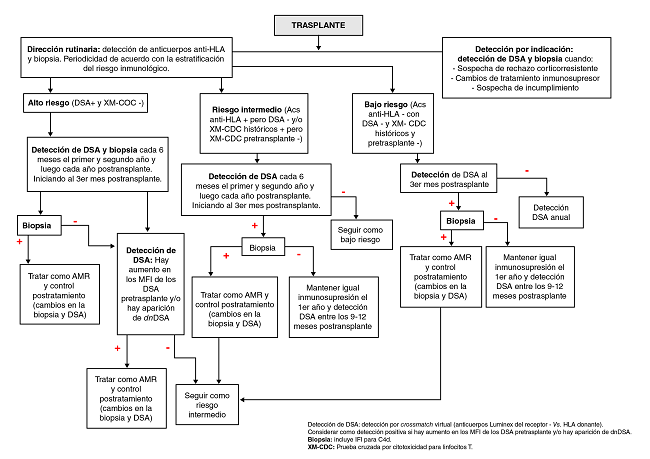 Algoritmo propuesto para el seguimiento despu&eacute;s de un trasplante renal. En la interpretaci&oacute;n de los resultados de las pruebas de histocompatibilidad, deben considerarse algunos factores de la condici&oacute;n cl&iacute;nica de cada paciente que pueden interferir en la interpretaci&oacute;n de los resultados de anticuerpos, por ejemplo, presencia de HIV, del virus de la hepatitis C, de enfermedades autoinmunitarias, de diabetes, uso de medicamentos anti-CD20 (rituximab) o inmunoglobulina G endovenosa (IVIG) o plasmaf&eacute;resis como tratamiento contra el rechazo.