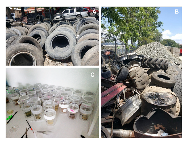 Sources of discarded vehicle tires and mosquito breeders in the laboratory. A) Used car tires stacked in a service station against a fence. B) Mixed vehicle tires abandoned in a fitting shop. C) Mosquito breeders for rearing pupae to the adult stage.