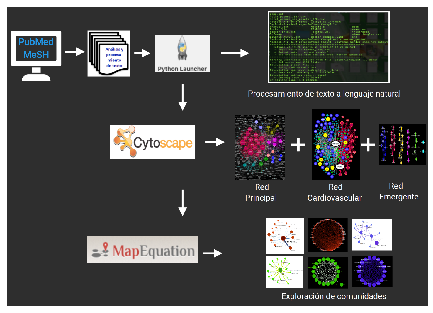 Flujo de trabajo: una vez terminada la minería computarizada de la literatura, se transformó el corpus de información de texto a lenguaje natural. Posteriormente, se construyeron los mapas de conectividad y las redes semánticas y, por último, se utilizó un algoritmo de agrupación para detectar módulos o comunidades y completar el análisis.