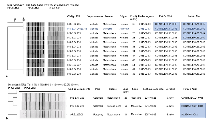 a. Dendrograma PFGE Xbal-BlnI de la relaci&oacute;n gen&eacute;tica de los aislamientos del brote de S. Give, municipio La Primavera, departamento de Vichada, Colombia, 2015. b. Dendrograma PFGE XbaI de comparaci&oacute;n con la Base de Datos Regional de PulseNet en Am&eacute;rica Latina y el Caribe para establecer la relaci&oacute;n gen&eacute;tica de los aislamientos del brote de S. Give en el municipio La Primavera, departamento de Vichada, Colombia, 2015 Descripci&oacute;n del c&oacute;digo patr&oacute;n de PFGE: COIN: Instituto Nacional de Salud; 15: a&ntilde;o 2015; JEX: Salmonella Give; XO1: enzima XbaI; A26: enzima BlnI; 0005, 000