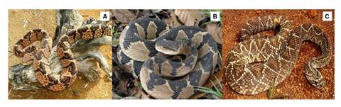 Especies asociadas con ofidismo lach&eacute;sico y crot&aacute;lico. A.Lachesis acrochorda. Verrugosa, guascama. Localidad: vereda Pocitos, corregimiento Huisit&oacute;, El Tambo, Cauca (Colombia). B.Lachesis muta. Rieca, martiguaja. Localidad: vereda Verdeyaco, corregimiento Santa Martha, municipio Santa Rosa, Cauca (Colombia). C.Crotalus durissus cumanensis. Cascabel. Localidad: municipio Garz&oacute;n, departamento Huila (Colombia)