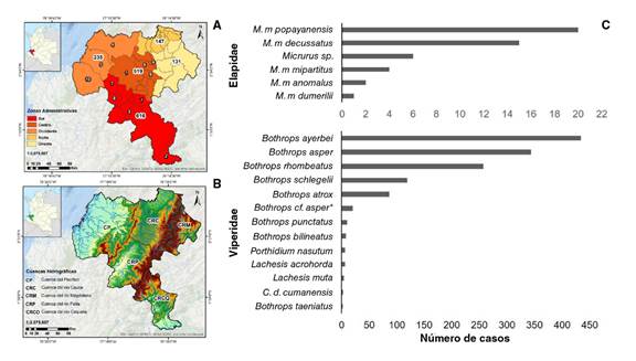 A. Densidad de casos por zonas administrativas del departamento del Cauca (2009-2018). Los n&uacute;meros del 1 al 10 corresponden al lugar que ocupa cada municipio con respecto a los 10 con mayor n&uacute;mero de casos de ofidismo (cuadro 3). *Los cinco casos faltantes corresponden a municipios desconocidos. B. Cuencas hidrogr&aacute;ficas del departamento del Cauca. C. Especies de serpientes causales de accidente of&iacute;dico en el departamento del Cauca en el per&iacute;odo 2009-2018. *Bothrops de la cuenca del r&iacute;o Magdalena