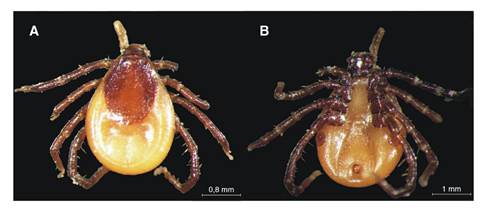 Female of Ixodes tropicalis. A. Dorsal view; capitulum, porose areas large, and semicircular in shape. B. Ventral view; hypostome, broken at the base, coxa I with moderately long internal spur, and spiracular plate subcircular in shape. The specimen has been deposited in the “Tick Collection of Instituto Nacional de Tecnología Agropecuaria, Estación Experimental Agropecuaria INTA Rafaela”: (INTA2470).
