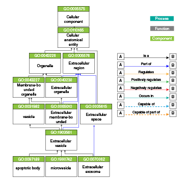 Gr&aacute;fico de ontolog&iacute;a gen&eacute;tica para "ves&iacute;cula extracelular" y algunos t&eacute;rminos derivados
