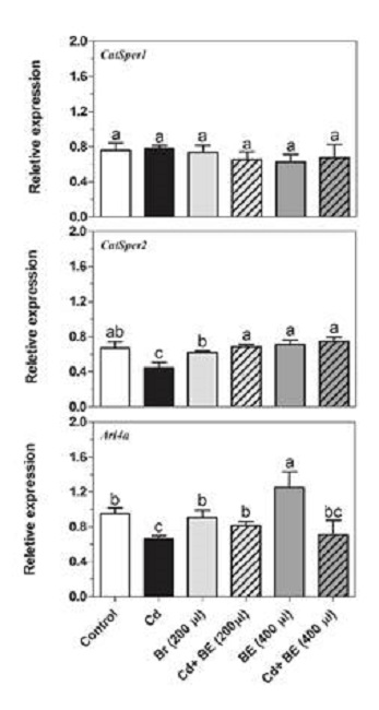 Transcript levels of Catsper1 and Catsper2 (genes involved in sperm motility) as well as Arl4a (gene involved in sperm count) in NMRI male mice. For experimental details, see legend in Figure 1. Relative gene expression was determined by RT-PCR compared to β actin as reference gene. Data represent the mean of three mice in each group (± SD). Different letters indicate significant differences among groups (p ≤ 0.05; Oneway ANOVA; Tukey´s HSD all-pairwise comparisons as a post-hoc test).