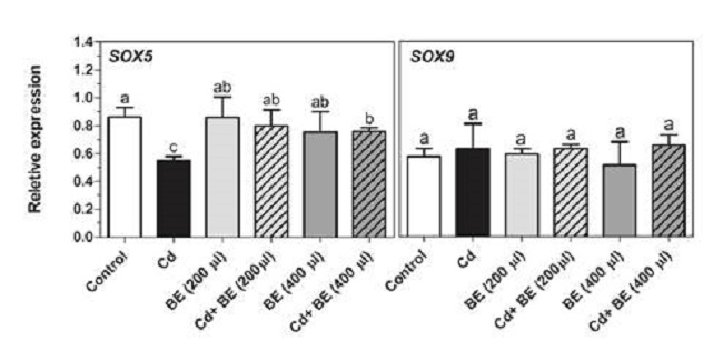 Transcript levels of Sox5 and Sox9 (transcription factors involved in sperm motility) in NMRI male mice. For experimental details, see legend in Figure 1. Relative gene expression was determined by RT-PCR compared to β actin as reference gene. Data represent the mean of three mice in each group (± SD). Different letters indicate significant differences among groups (p ≤ 0.05; Oneway ANOVA; Tukey´s HSD all-pairwise comparisons as a post-hoc test). 
