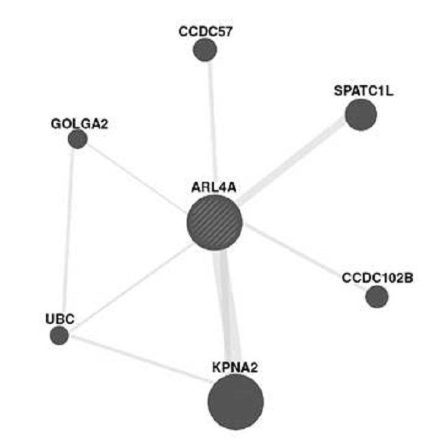 Protein-protein interaction between human ARL4A protein and six other proteins based on the GeneMANIA algorithm