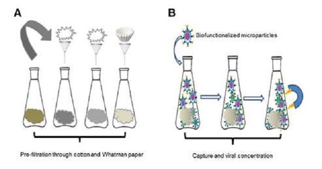 (A) Raw water pretreatment and (B) schematic representation of the magnetic concentration and separation process of rotavirus and HAV particles