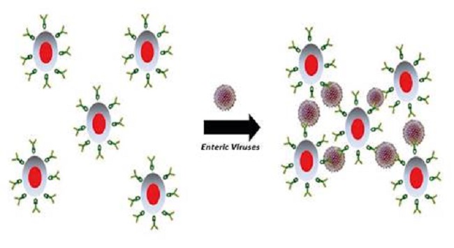 Schematic representation of enteric virus-mediated aggregate formation with fluoro- immuno-magnetic microparticles.