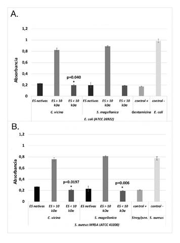 Actividad antimicrobiana de las excreciones y secreciones nativas y de las fracciones obtenidas mediante filtraci&oacute;n (mayores y menores de 10 kDa). La sensibilidad bacteriana se evalu&oacute; mediante pruebas de turbidimetr&iacute;a. A. Actividad antimicrobiana contra E. coli (ATCC 26922). B. Actividad antimicrobiana contra S. aureus (ATCC 43300) * Inhibici&oacute;nsignificativa del crecimiento de E. coli y S. aureus